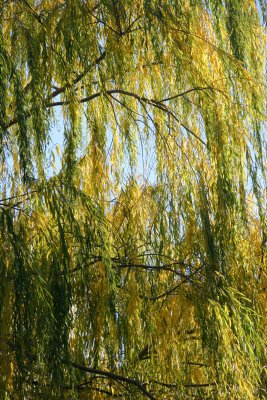 Willow Tree Foliage