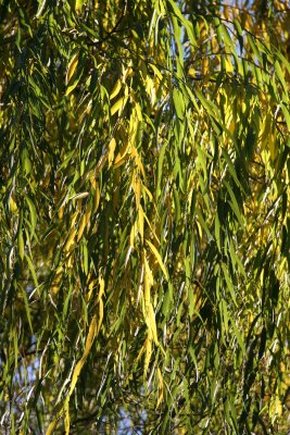 Willow Tree Foliage