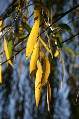 Willow Tree Foliage