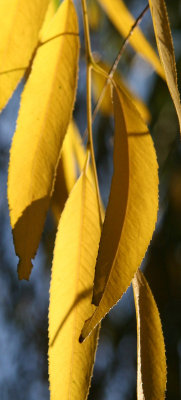 Willow Tree Foliage