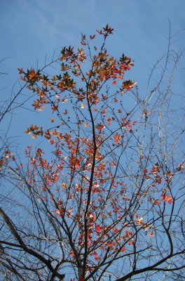 Maple Tree Foliage