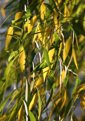 Willow Tree Foliage