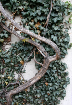 Wisteria & Ivy Vines