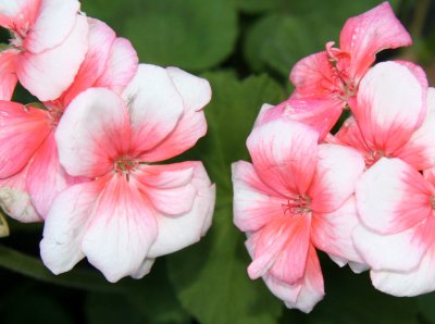 Geraniums