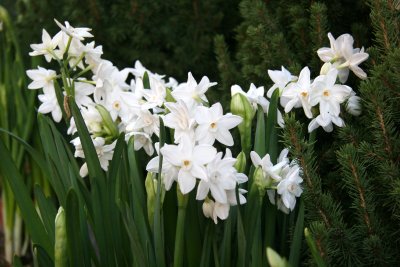 Paper Whites - University Place Florist