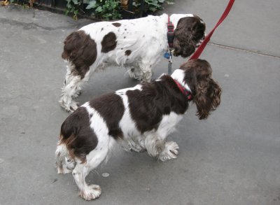 Spaniels - Pin & Pan