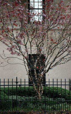 Lighted Japanese Red Maple