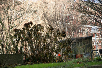 Garden View - Hydranga Bush & Utility Shed