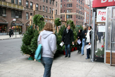Holiday Trees for Sale