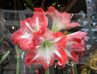 Amaryllis - Anthology Floral Shop Window