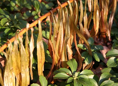 Fall Foliage in a Pachysandra Bed