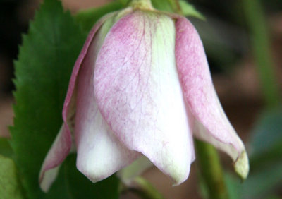 Early Bloom - Helleborus orientalis or Lenten Rose