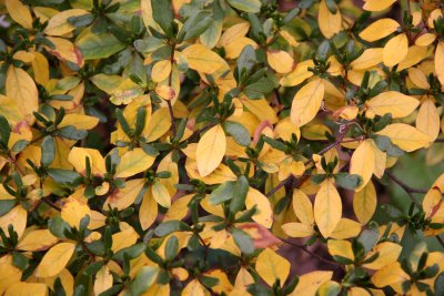 Azalea Bush Foliage