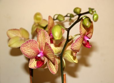 Orchids - Phalaenopsis
