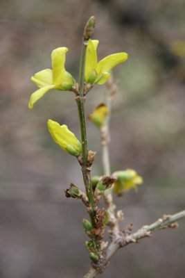 Early Forsythia Blossoms - First Day of Winter Anticipating Spring