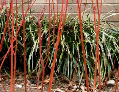 Red Twigs & Liriope