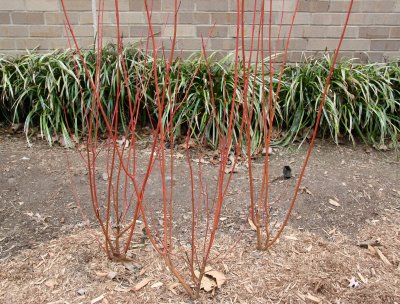 Red Twigs & Liriope