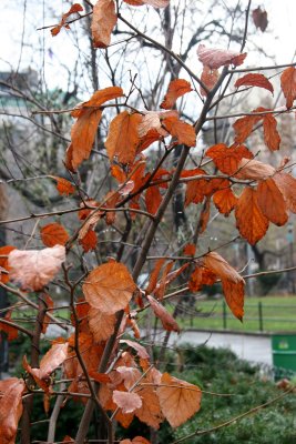 Witch Hazel Bush Foliage