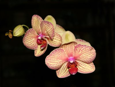 Orchids - Phalaenopsis Floating Orchid Blossoms  Harvest Moon