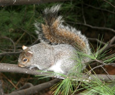 Squirrels - WSV Sasaki Garden