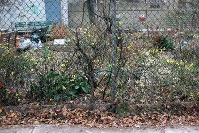 Jasminum Nudiflorum - LaGuardia Place Corner Community Garden