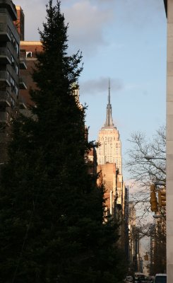 Christmas Tree & Empire State Building