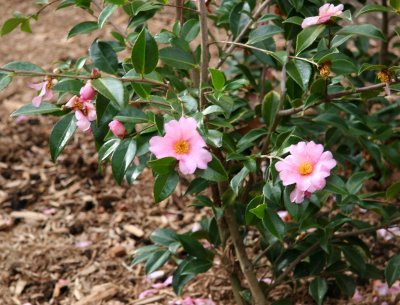 Camellia