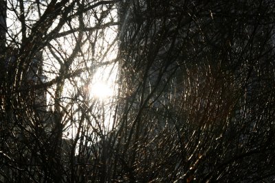 Sunrise Vortex through a Bridal Veil Bush