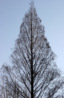 Dawn Redwood - Liz Christy Community Garden