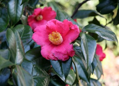 Camellia - Liz Christy Community Garden