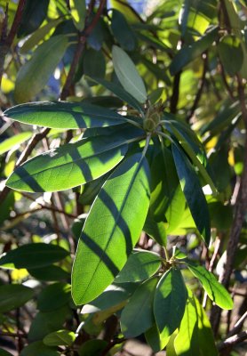 Rhododendron Foliage