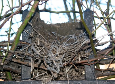 Nest Construction