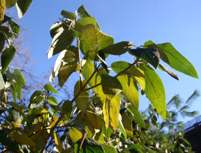 Viburnum Foliage