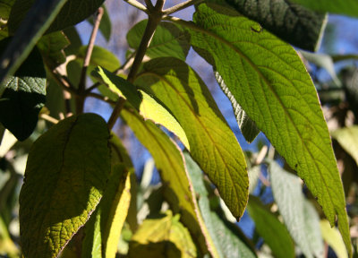 Viburnum Foliage
