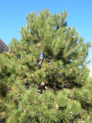 Pine Tree