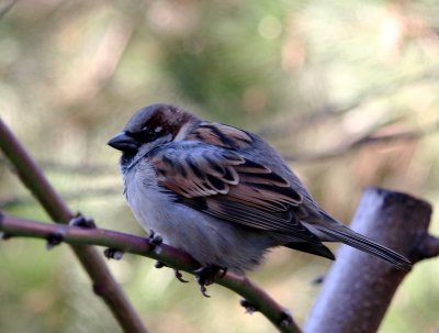 Sparrow in a Peach Tree