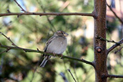 Sparrow in a Peach Tree