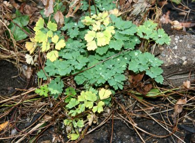 Miscellaneous Ground Foliage