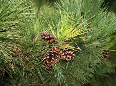 Pine Tree Cones