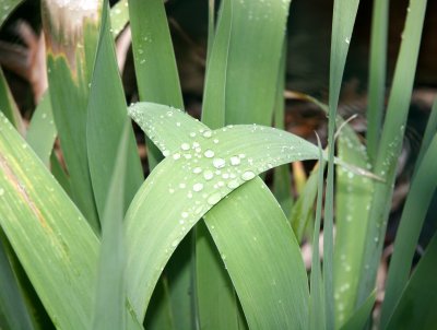 Iris Foliage in the Rain