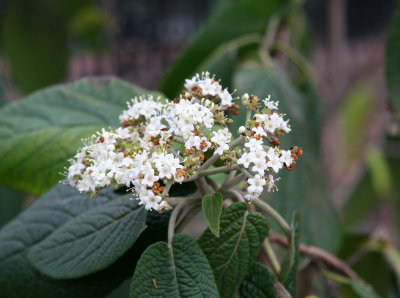 Early Viburnum Blossoms
