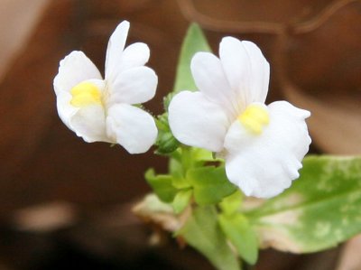 Early Nemisia Blossoms