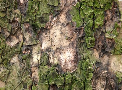 Sycamore Tree Bark