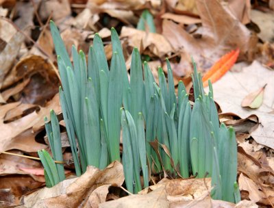 Daffodil Sprouts