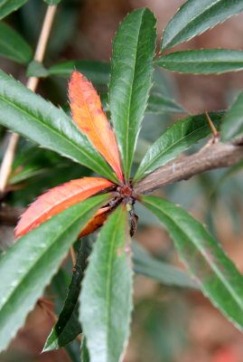 Unknown Foliage