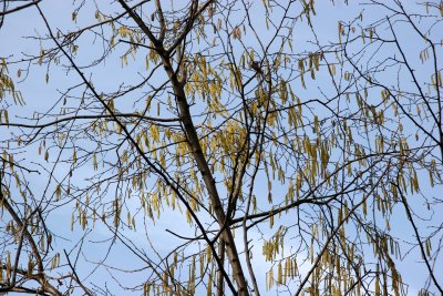 Corylus or Hazel Tree