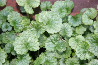 Gil Over the Ground or Glechoma hederacea