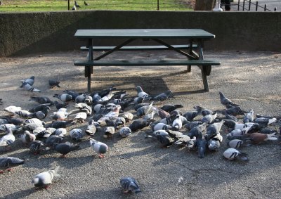 Pigeons at the Picnic Table