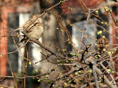 Sparrows in a Quince Bush