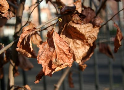 Witch Hazel Foliage